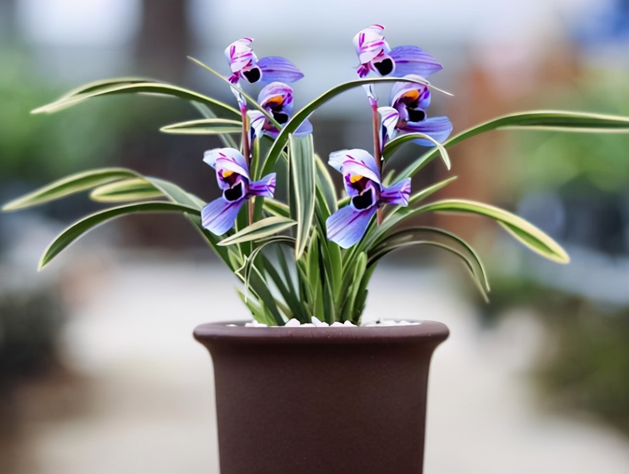 建兰花开富贵好养吗,建兰富贵红荷简介