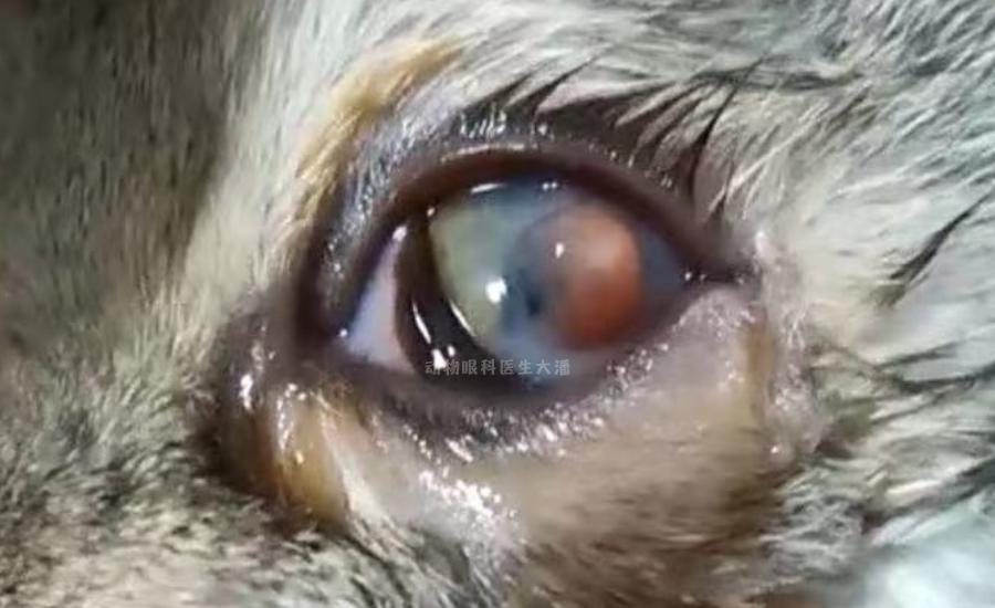 猫眼球溃疡穿孔症状,猫眼球穿孔怎么治疗