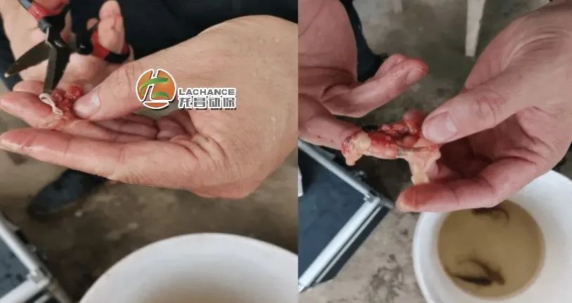 这种“虫”，黄颡鱼发病尤其多，塘口实地探访
