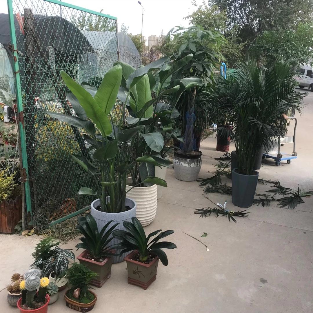 花卉养花知识入门,花卉种植技术大全家庭养花