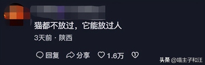 猫被打成脑震荡,猫咪被我打成应激脑震荡