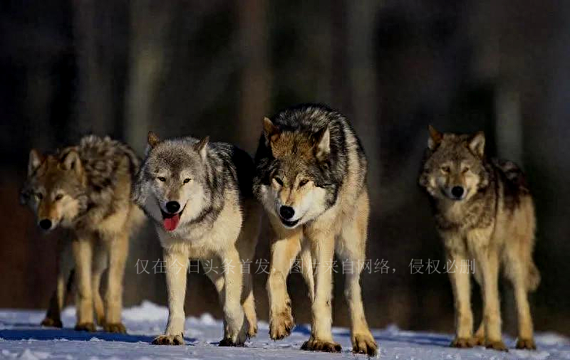 开挖掘机遇到猛兽,挖掘机加满油可以对付狼群么