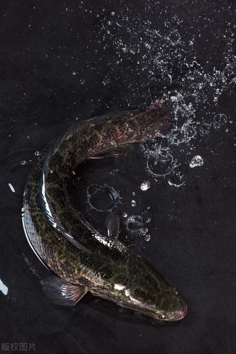 黑鱼不放水可活多久 (黑鱼为什么可以在空气中存活很久)