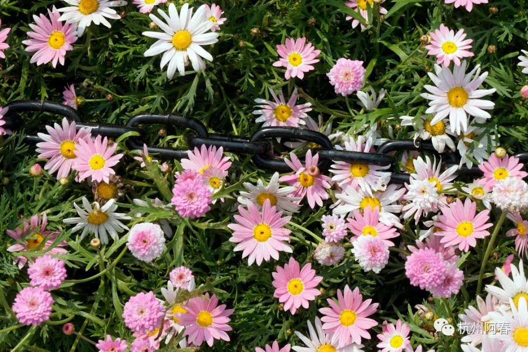 杭州人看钱塘江,逛逛浙江杭州白塔公园