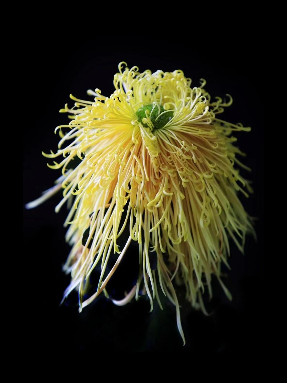 百花酿诗韵芬芳留人间（一）