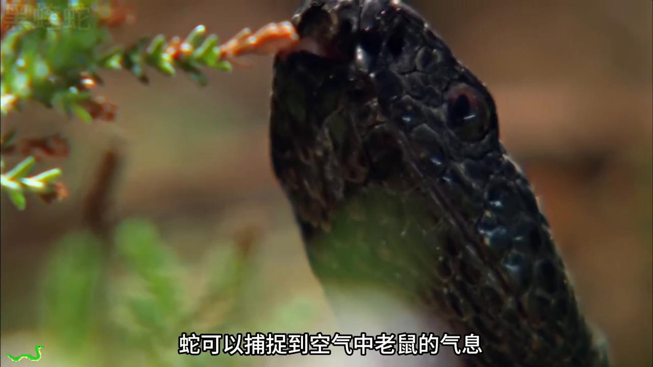 毒蛇捕食老鼠全过程,蝰蛇毒死老鼠有多快