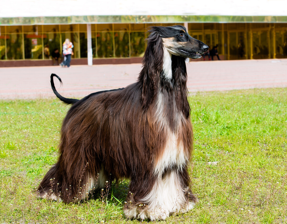 脾气好到爆的六种狗狗你喜欢哪种,狗狗的五个特征你家里有没有