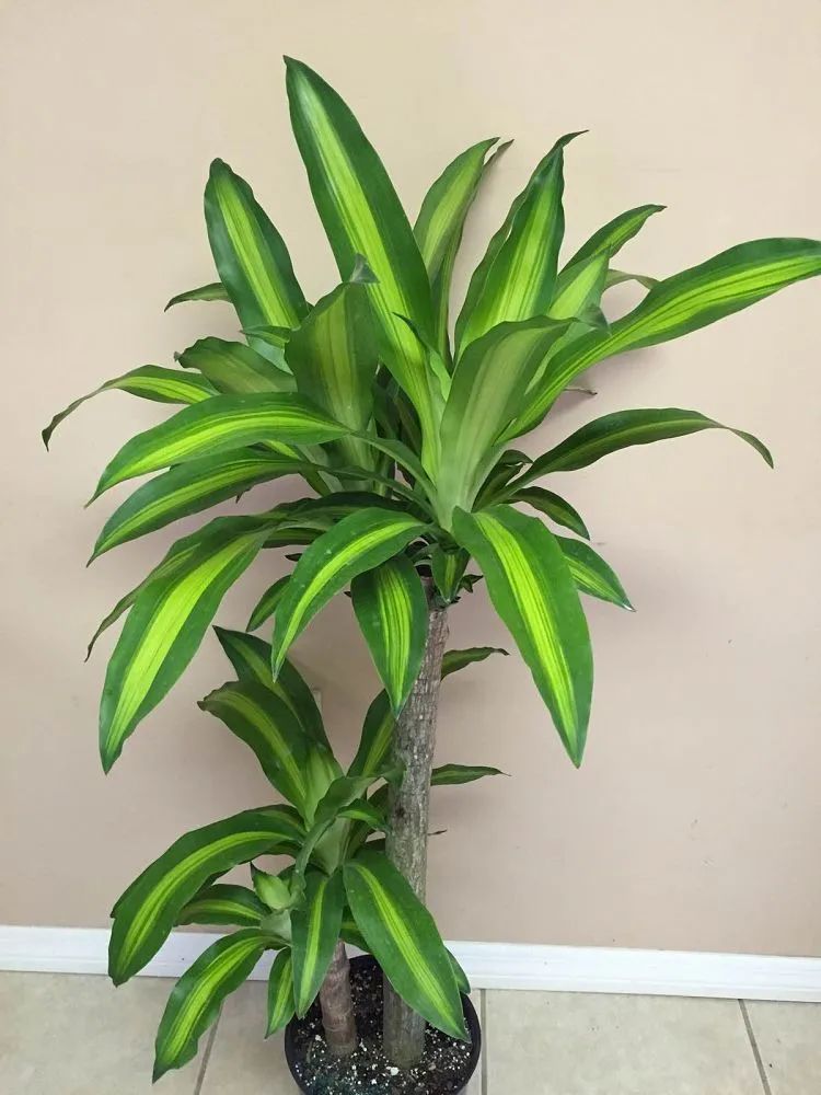 水培的巴西木可以种在花盆里吗,巴西木盆栽好还是水培好