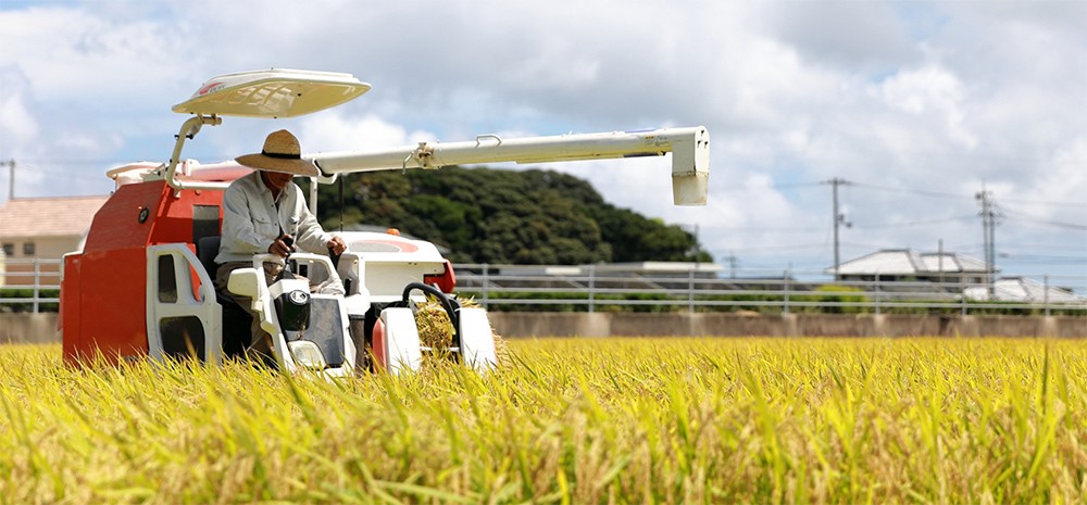 打脸日本农业：农药大国，净收入减半，神化背后到底为啥？