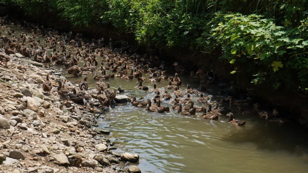 【聚焦“百县千镇万村高质量发展工程”】连麦石坑鸭：乡村振兴有门道