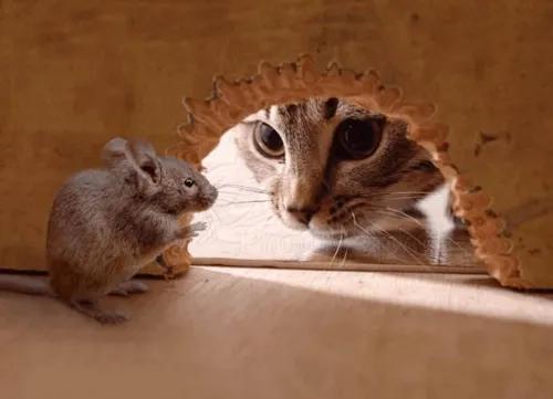 狗子去动物园看见老虎的反应,老虎见到狗子和狗子的反应