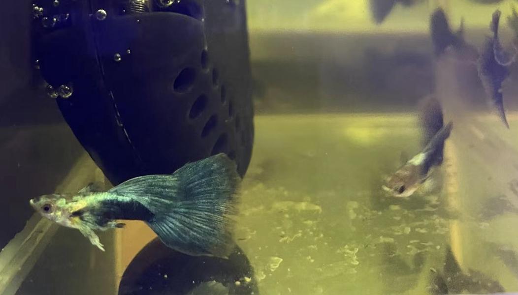 观赏鱼好养耐活孔雀鱼,孔雀鱼得白点病用亚甲基蓝