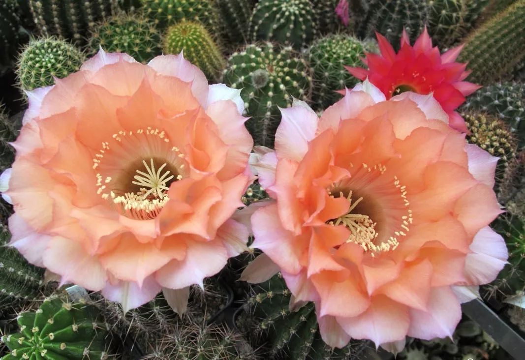 200种·仙人球开花图鉴，大开眼界，美到爆