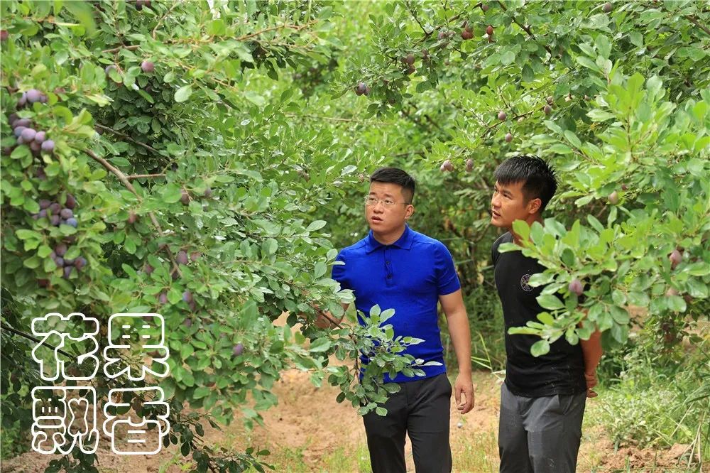 西梅怎么干得比较快呢,关于西梅的知识