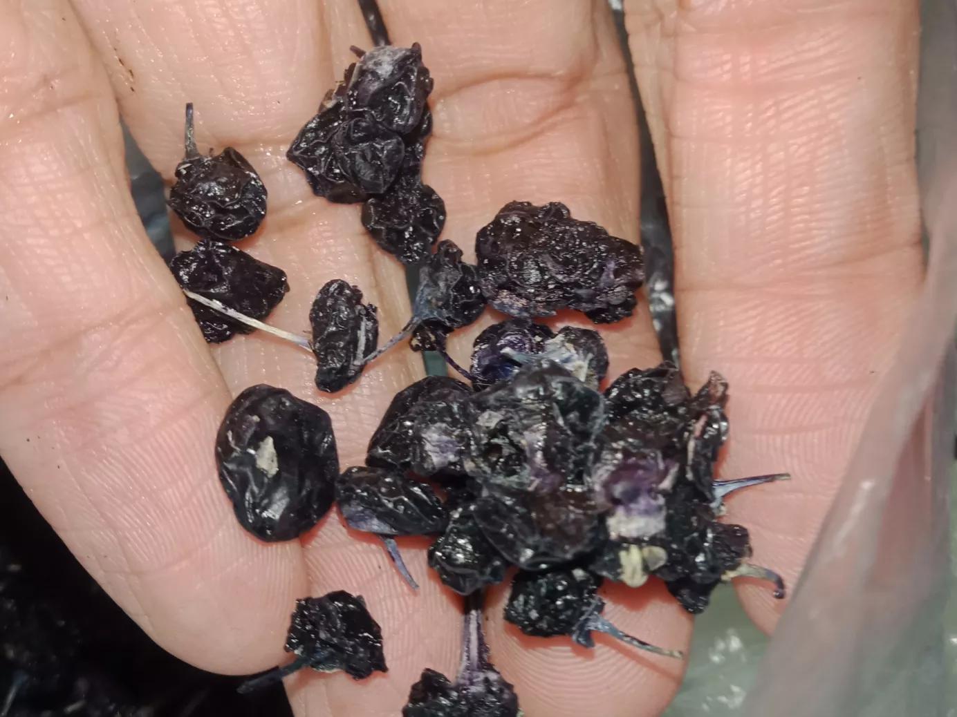 一斤黑枸杞的功效与作用,买的黑枸杞有什么功效