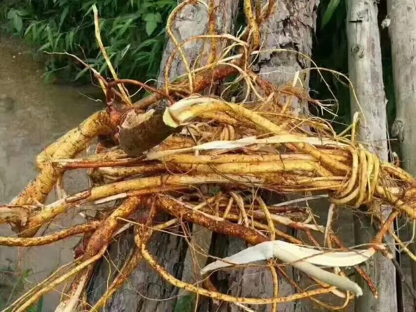 祛湿用五指毛桃根好还是桃好,五指毛桃和土茯苓