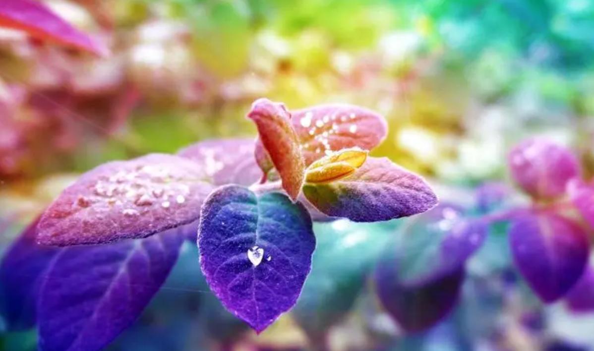 植物与环境相适应的形态有哪些,植物形态特征与环境关系的论文