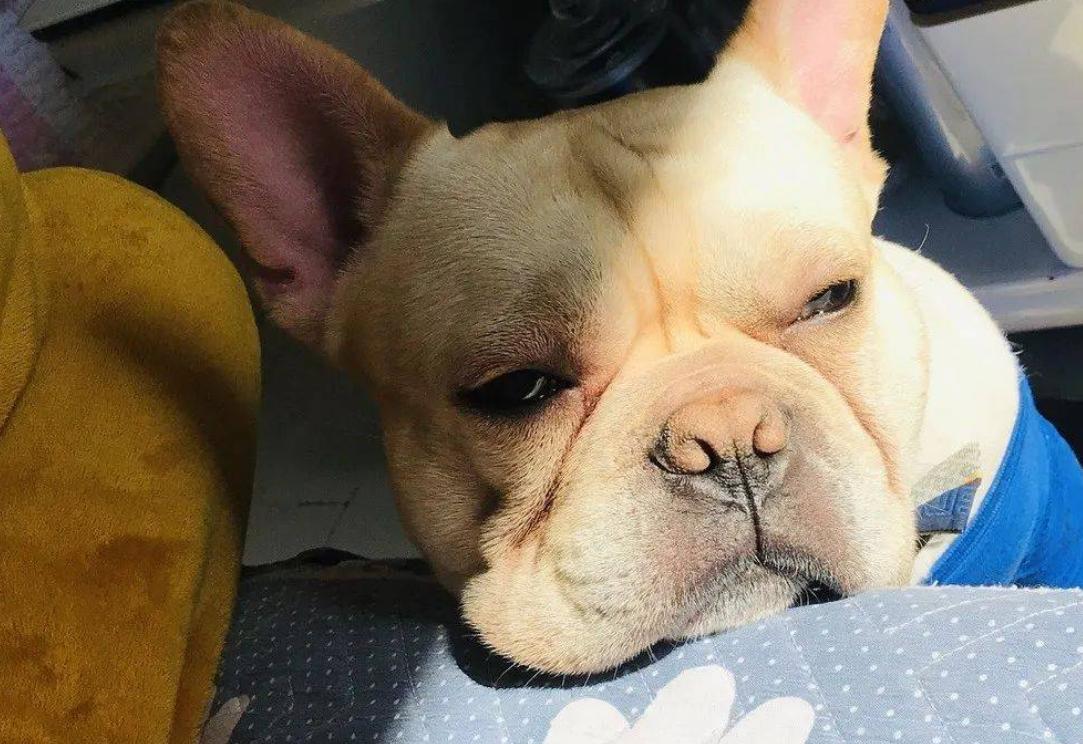 法国斗牛犬掉毛,斗牛犬最近掉毛很多是什么原因