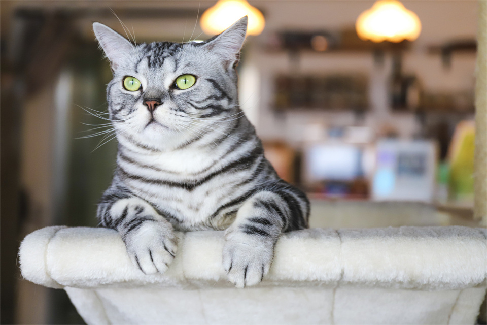 在职场被领导欺负了怎么办,在职场中被领导欺负怎么反击