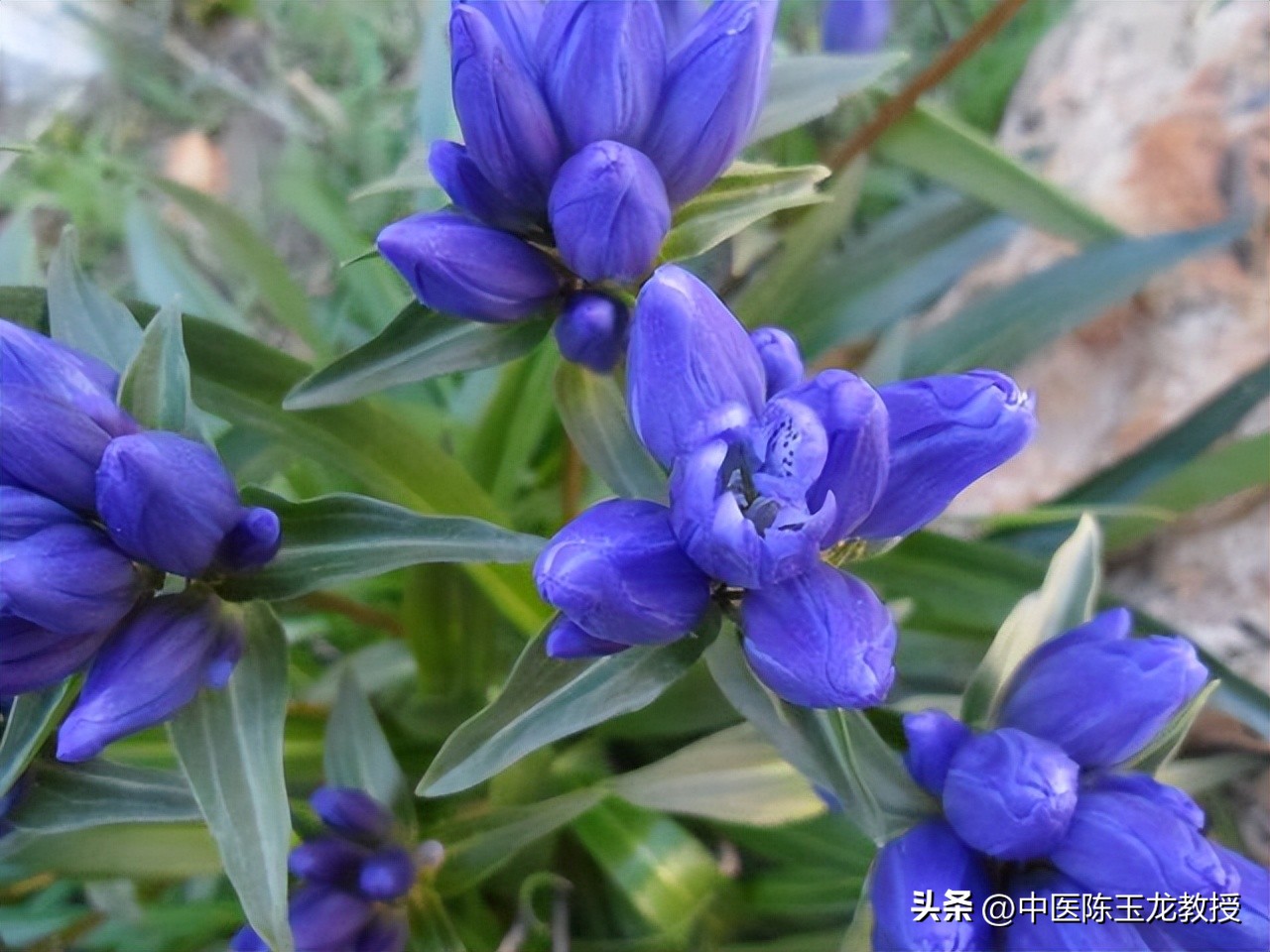 阴囊潮湿能力下降？送你一方清热燥湿，赶走潮热，还你健康本色