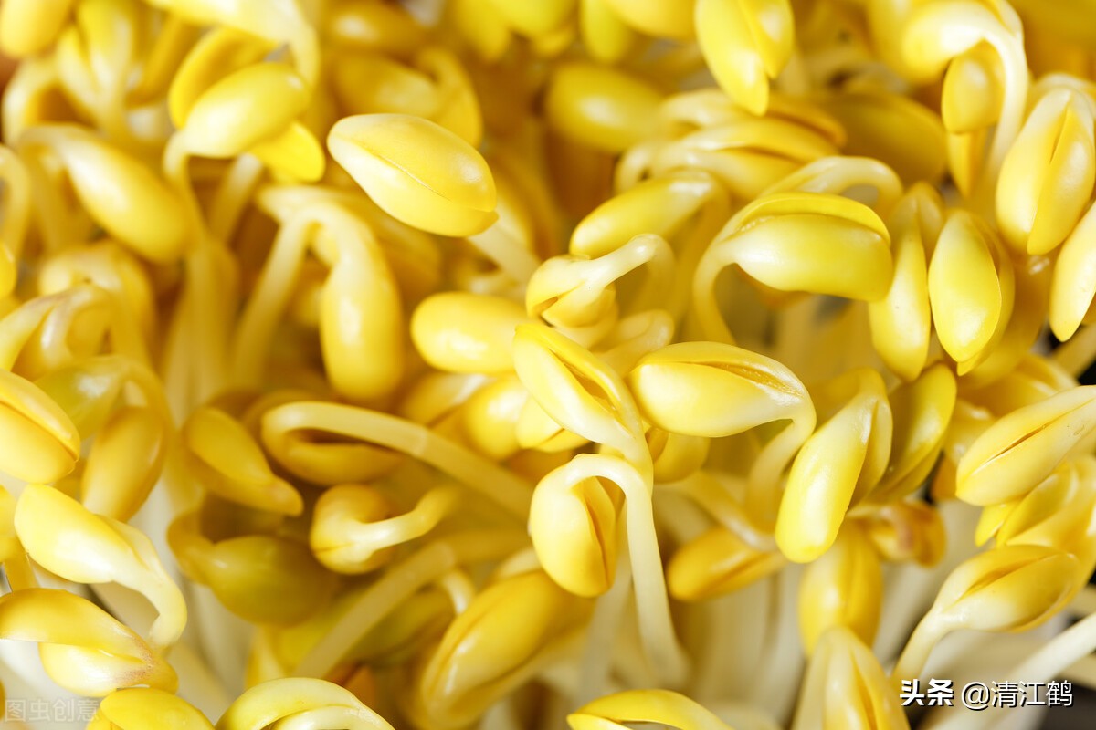 豆芽容易坏菜怎么办,豆芽生产常见问题解析