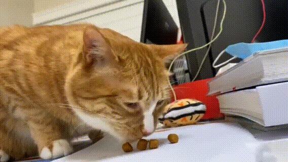 猫咪掉毛需要补充什么营养,猫咪怀孕需要吃什么补充营养