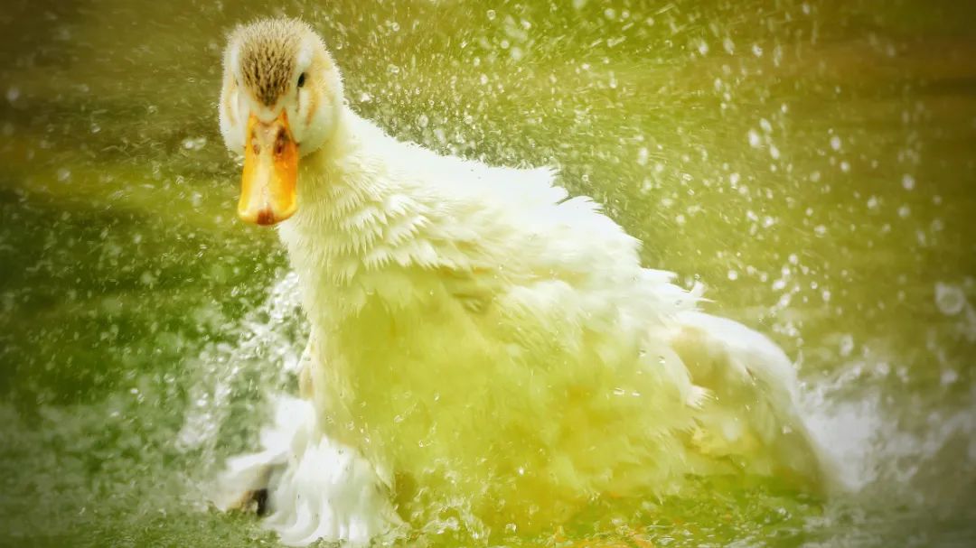 师大寻鸟记，这些小可爱，你都见过吗？