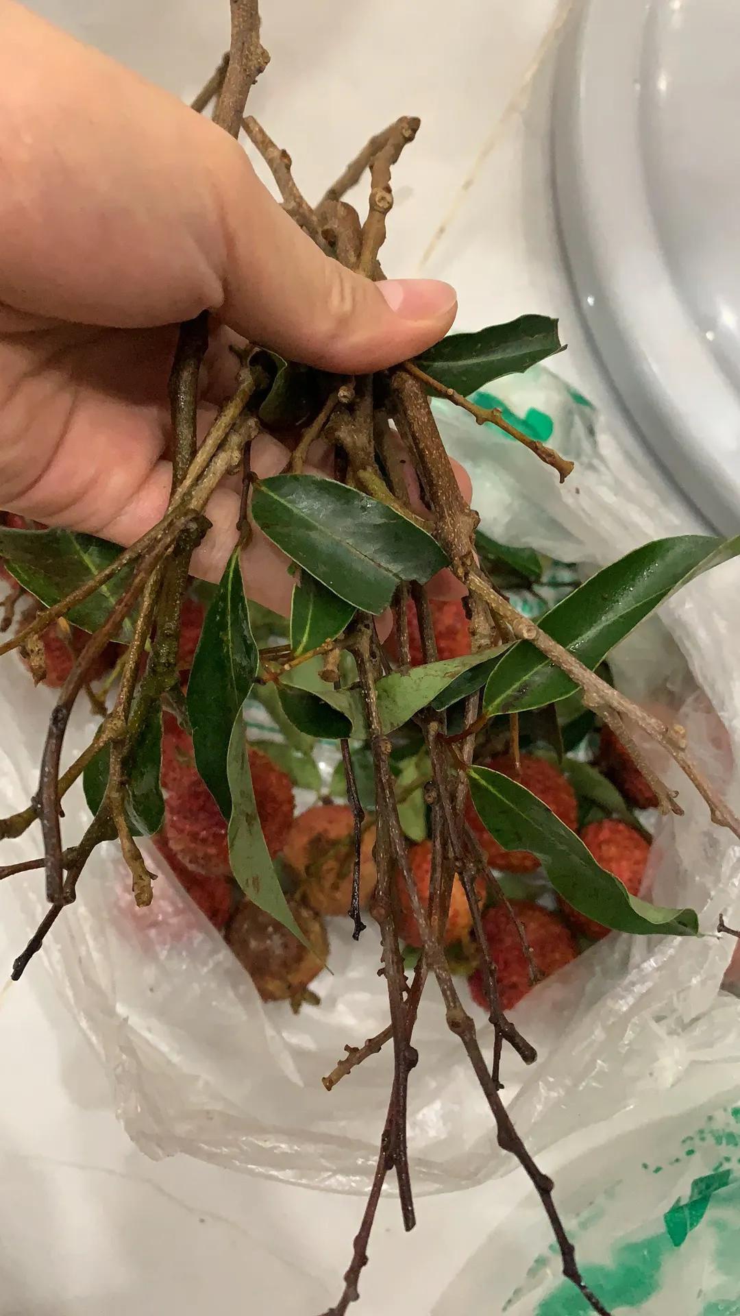 买到烂的水果不给退款怎么办,买到坏的水果商家不愿意退款