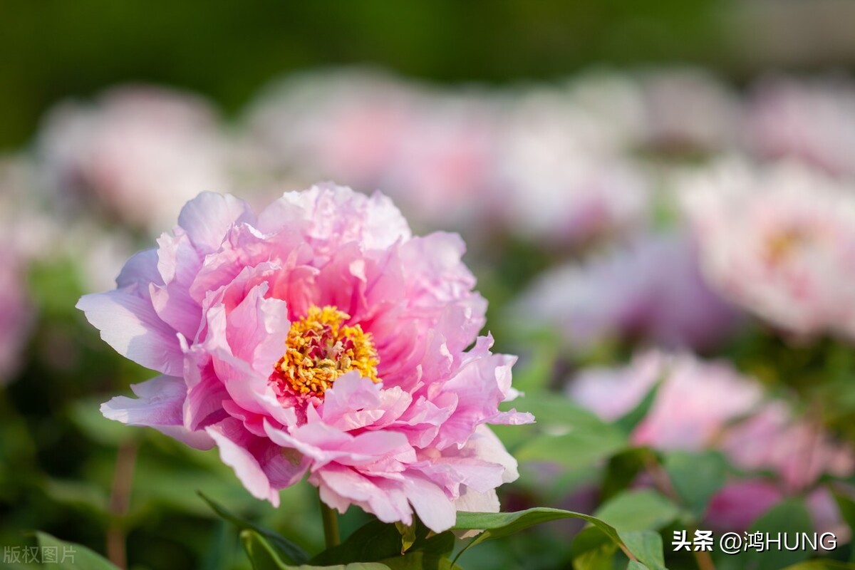 写牡丹花的诗句古诗大全,描写牡丹的诗句古诗