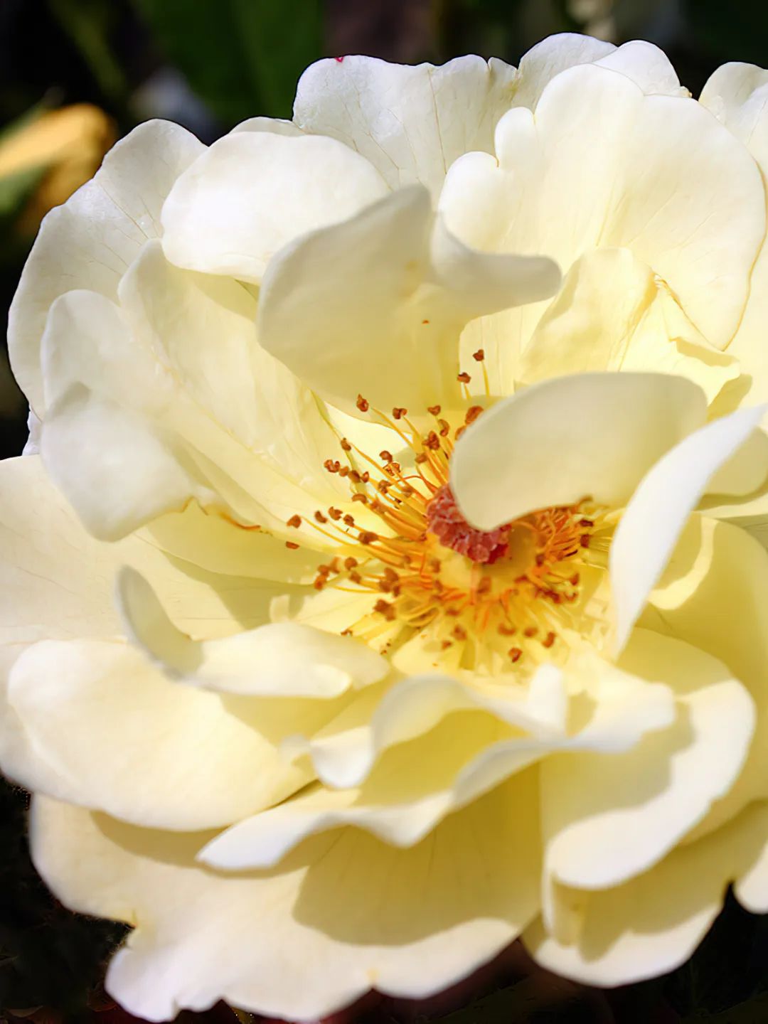 比较鲜又好养的月季品种,最值得养的大花浓香月季品种