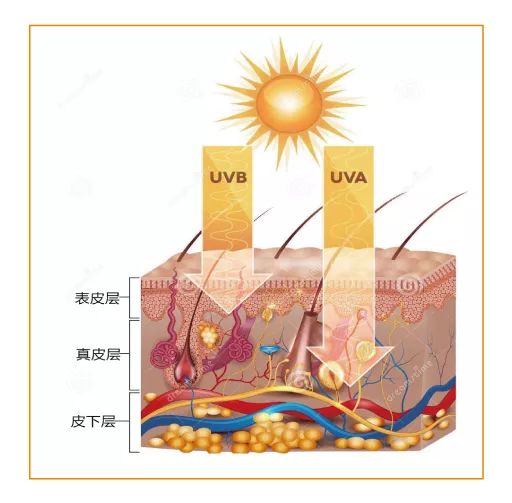 紫外线会导致晒黑还是晒伤,抵御紫外线预防晒黑晒伤