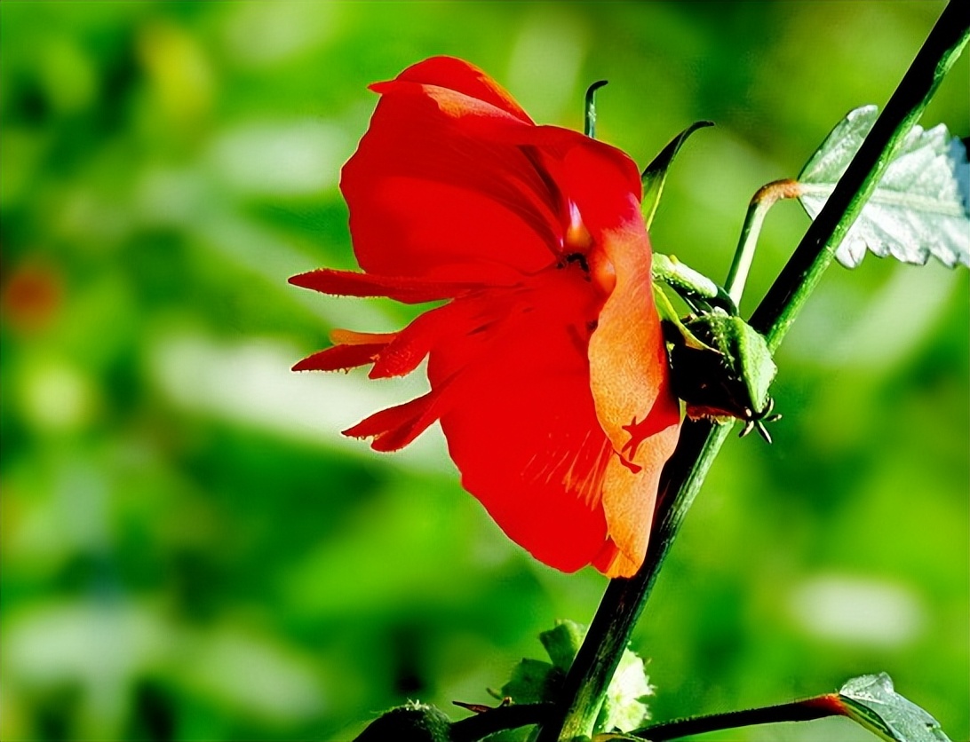 夜落金钱昼自开,夜落金钱昼自开意思