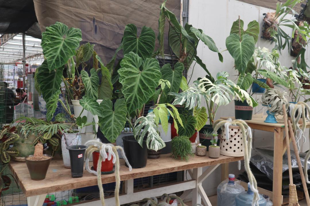 经营面积再增加1万平方米！北京唯一一家绿植花卉分拨中心又有新动作