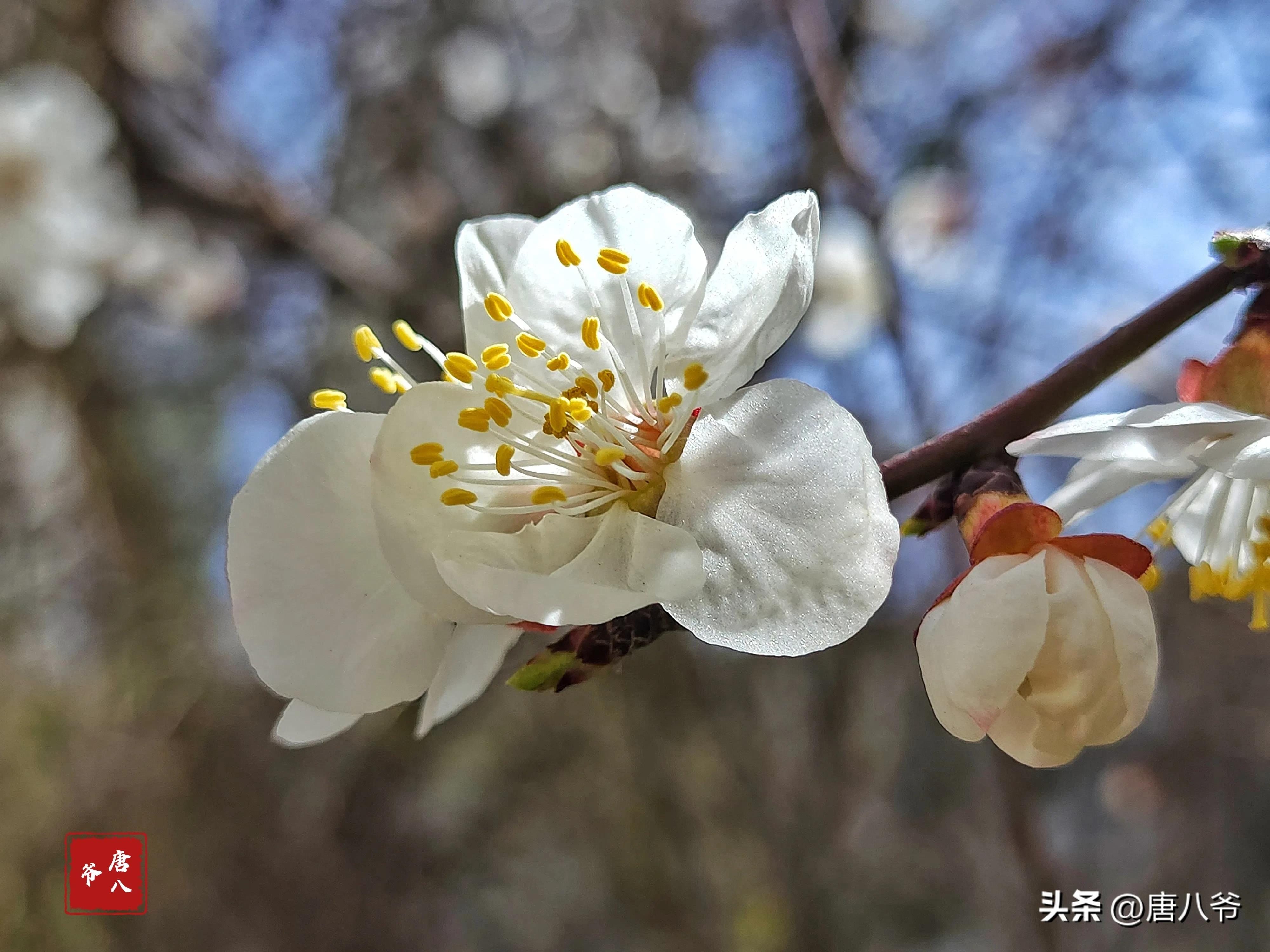 在春暖花开阳光明媚的日子里,在春暖花开的日子里歌曲