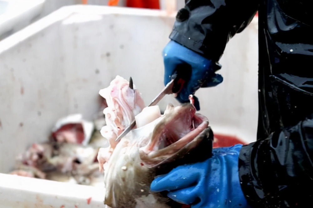 这就是挪威人的童年：10岁就可以靠自己买游艇，中国小孩羡慕哭了