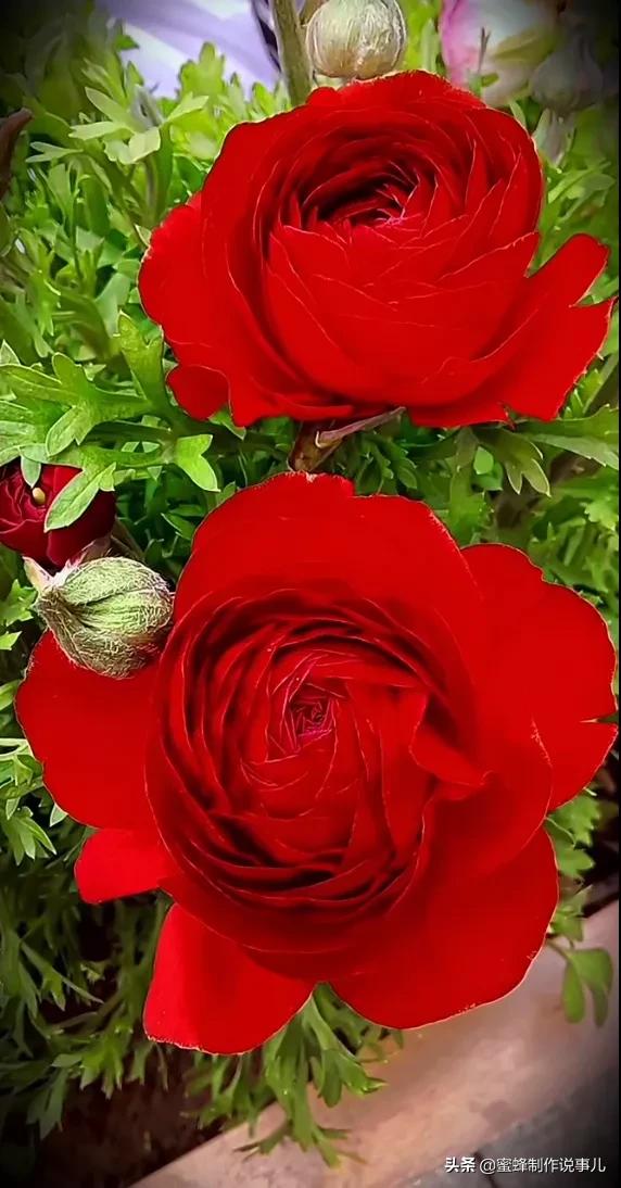 鸟语花香百花争艳让人陶醉,宁静祥和鸟语花香