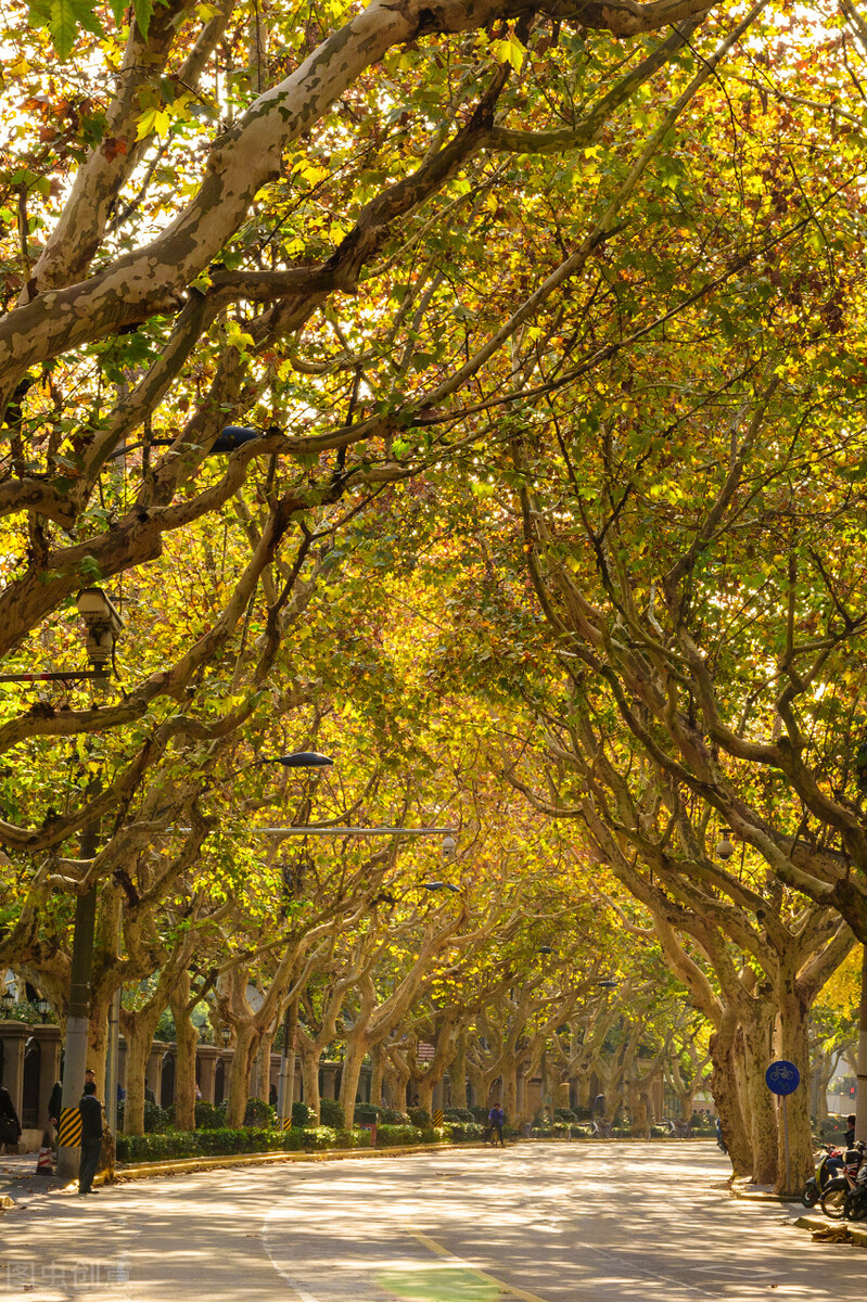 秋日上海好去处,上海秋日风景