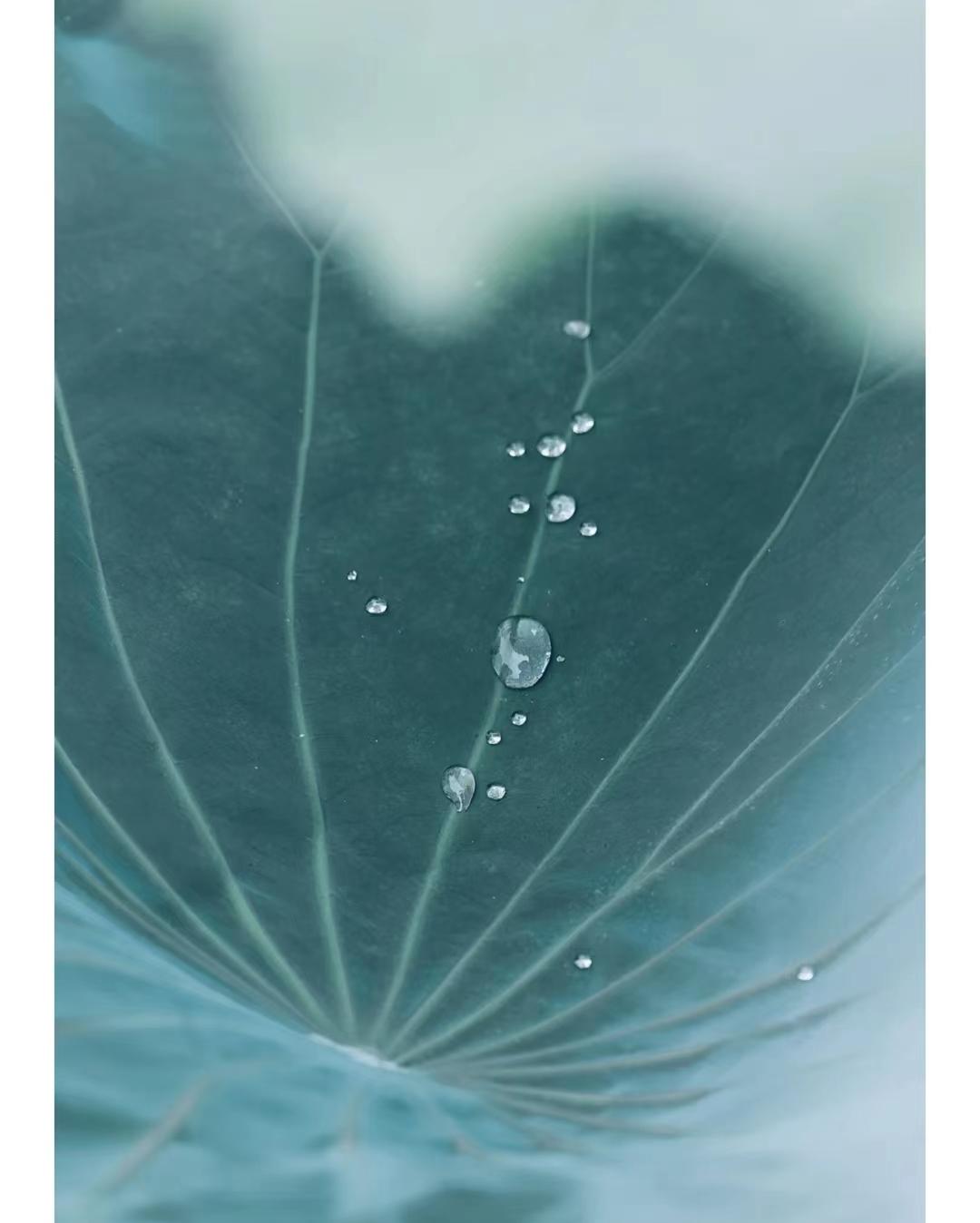 荷你有约环创,荷你有约完整视频