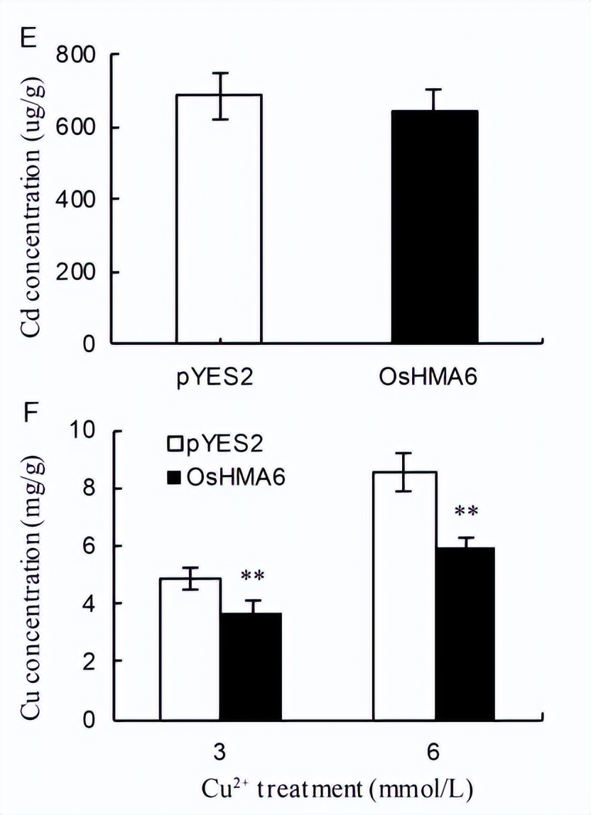 现代农业研究：水稻重金属P型ATP酶OsHMA6可能是铜外排蛋白