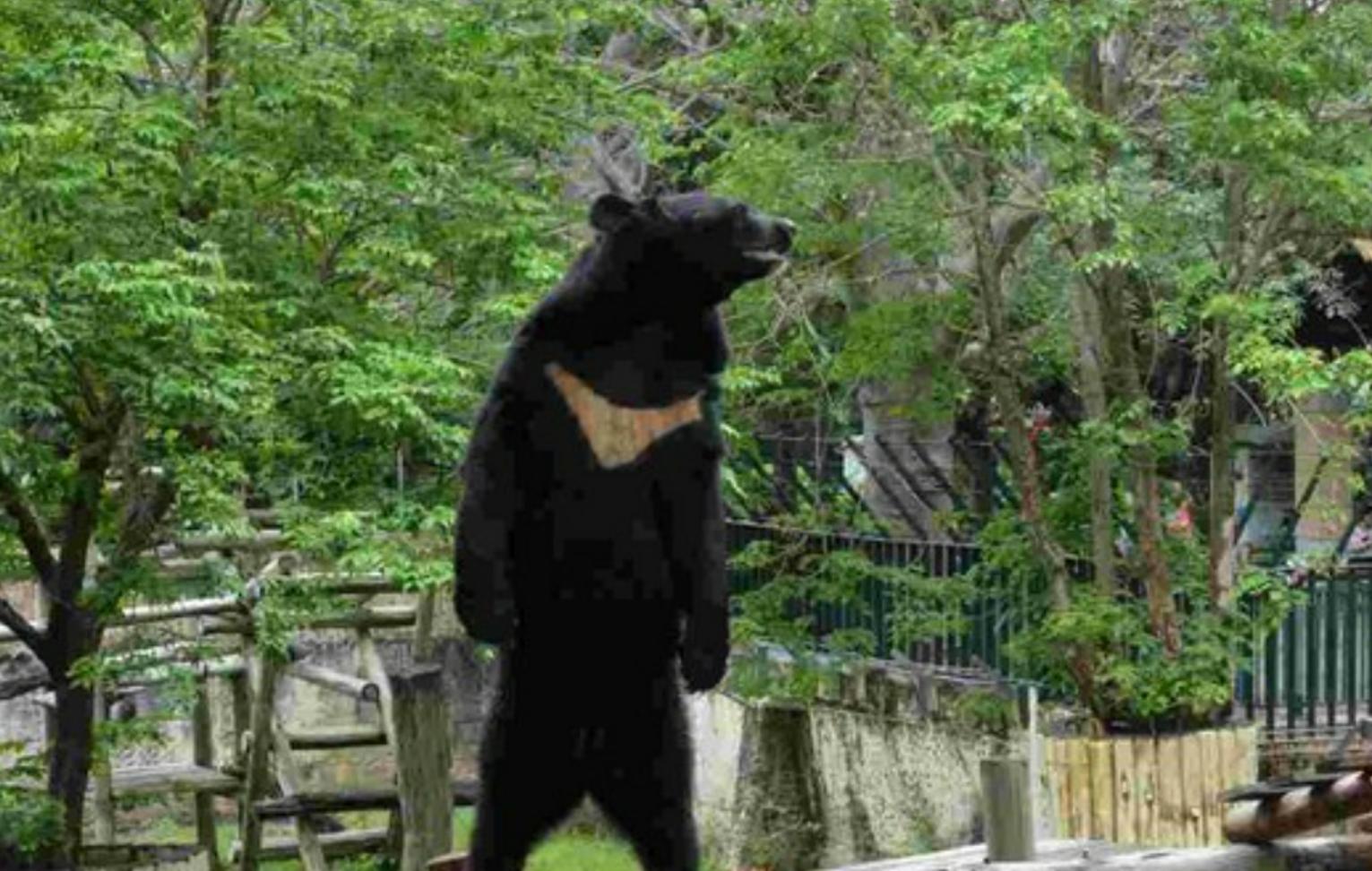 活熊采胆犯法吗,活熊取肝对熊的危害