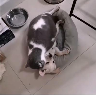 猫咪开车姿势多种多样，绝对是你想象不到的疯狂