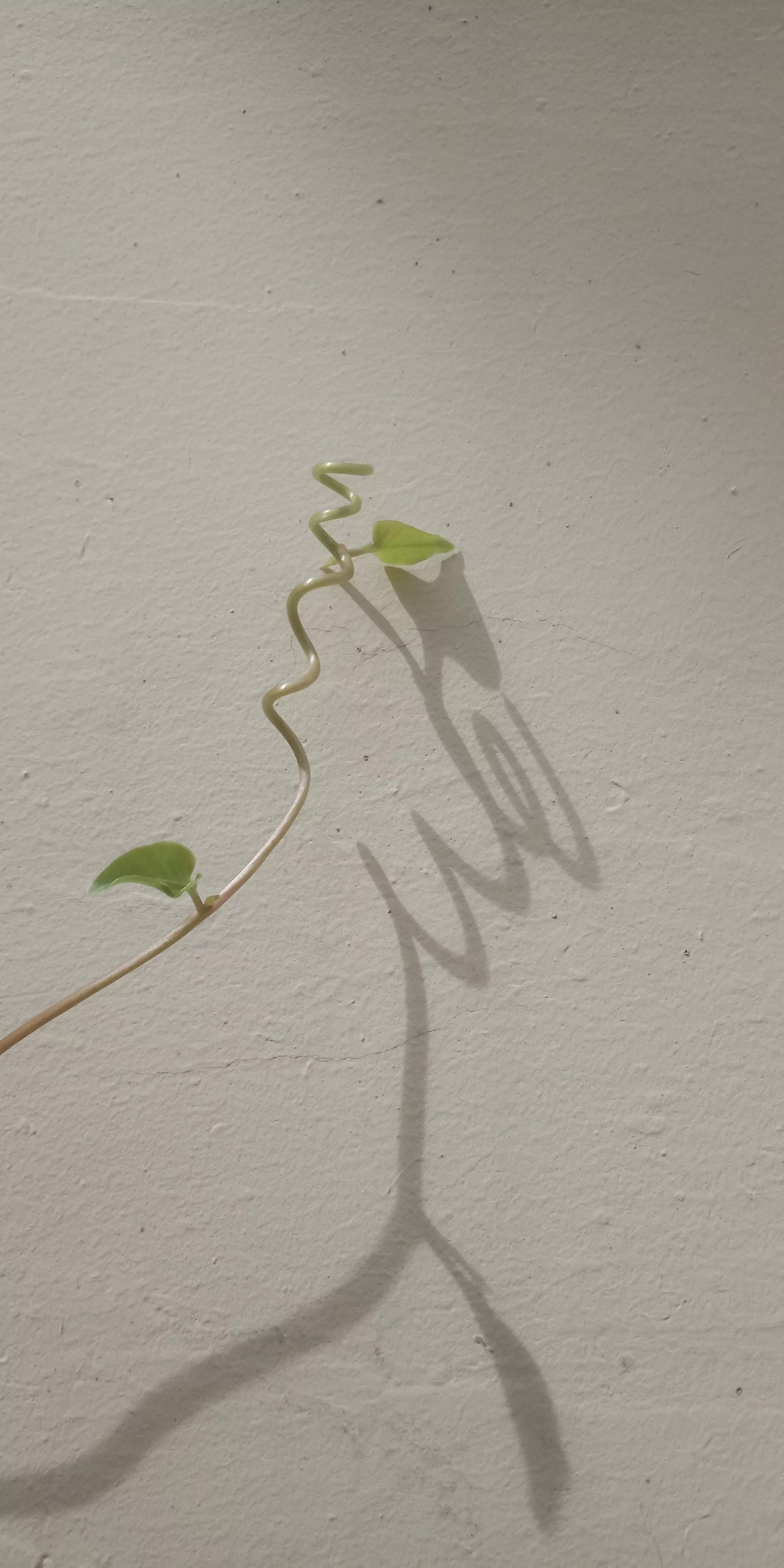 房屋漏水房顶需要怎么改造,旧房改造后楼顶漏水找哪里处理