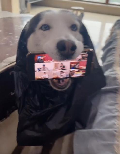 全网最听话的奥斯卡二哈,一只被主人逼疯的二哈奥斯卡