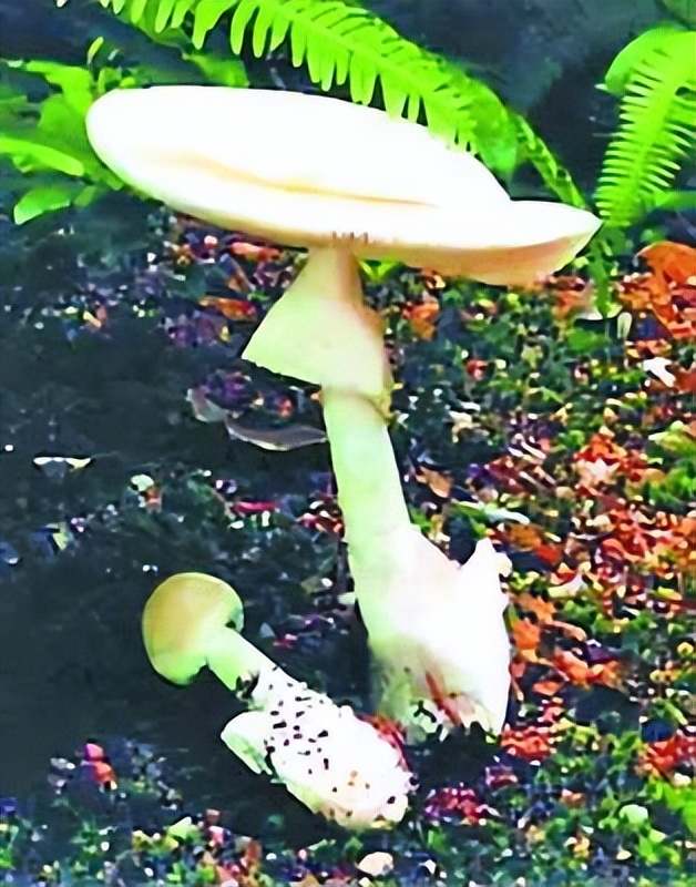 蘑菇到底是一种什么样的植物,蘑菇是黑色的还是毒的
