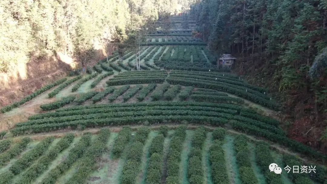 郴州狗脑贡茶特产,狗脑贡茶和福成四件宝