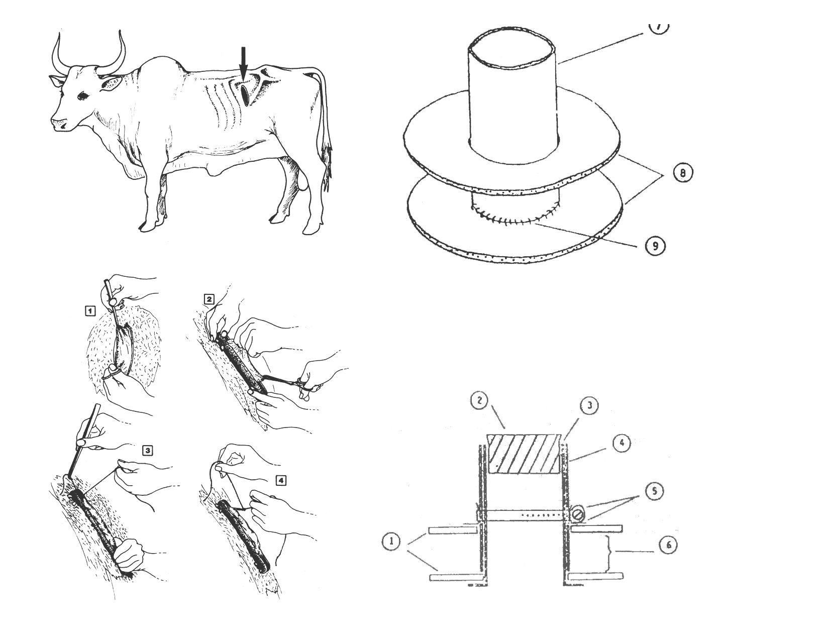 美国养殖牛为什么在牛身上开个洞,美国人养牛在牛肚子里开个大洞