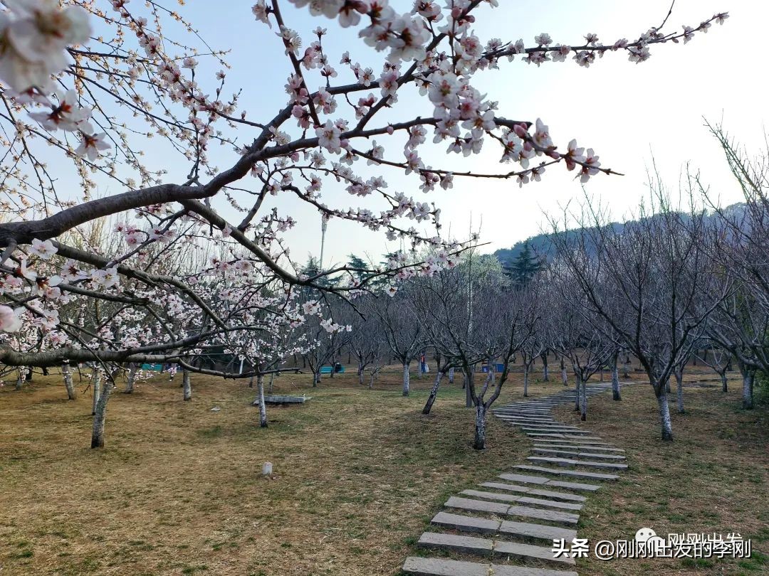 去大连看桃花是在几月份,大连哪里适合看金丝桃花