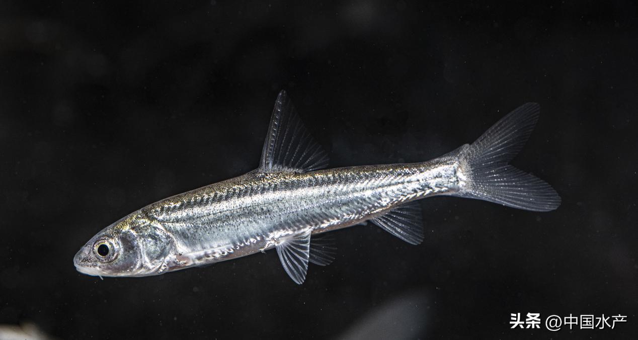 水生外来物种入侵防控工作方案,水生动物防疫