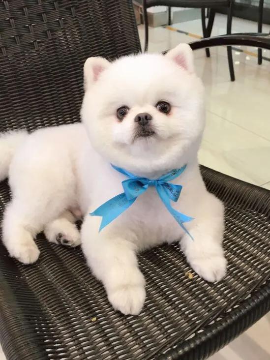 小白买狗如何避坑,不说废话之买狗防坑指南