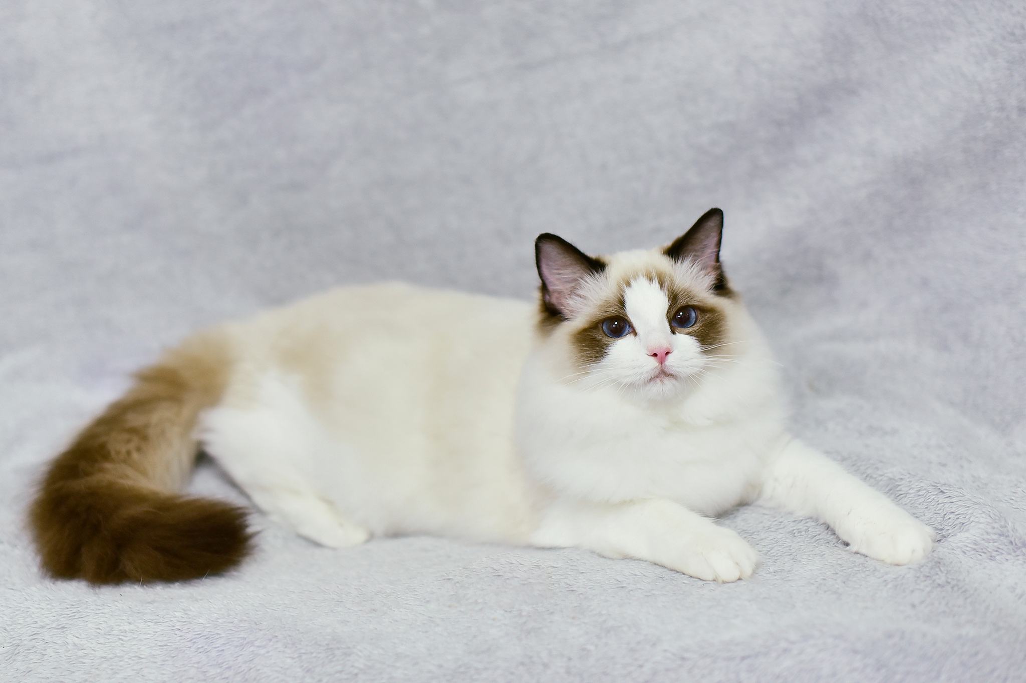 猫咪内膜炎症状,猫咪内膜炎